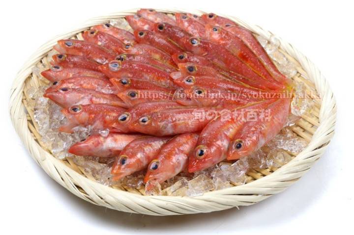 붉벤자리