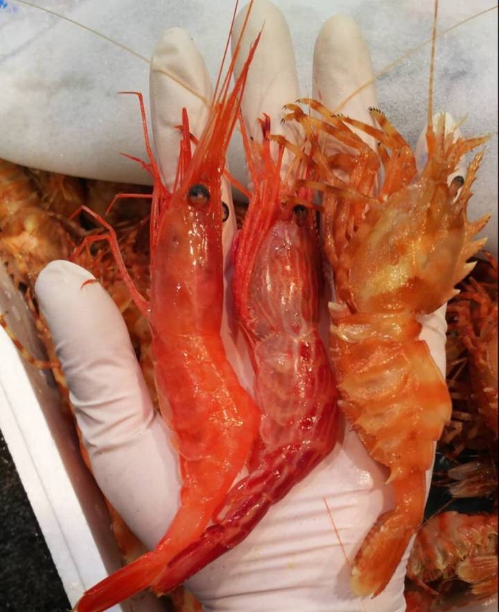 북쪽분홍새우