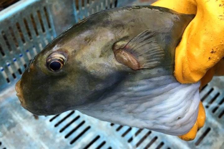 불룩복