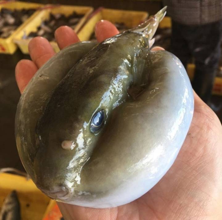 불룩복