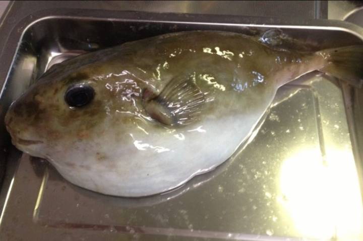 불룩복