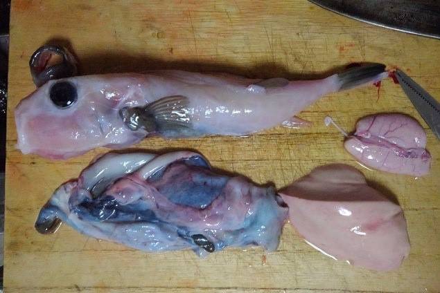 불룩복
