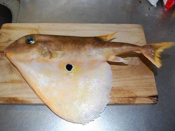 불뚝복