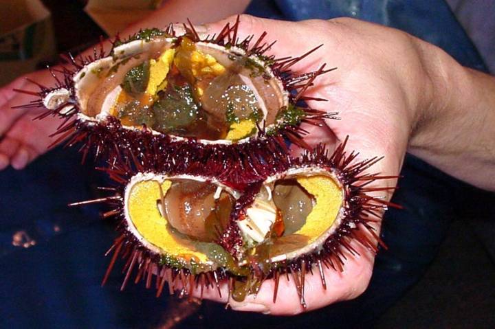 분홍성게