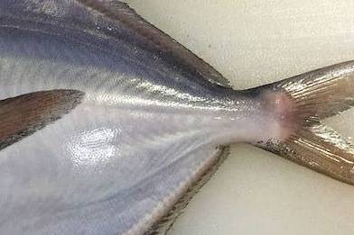 병치매가리