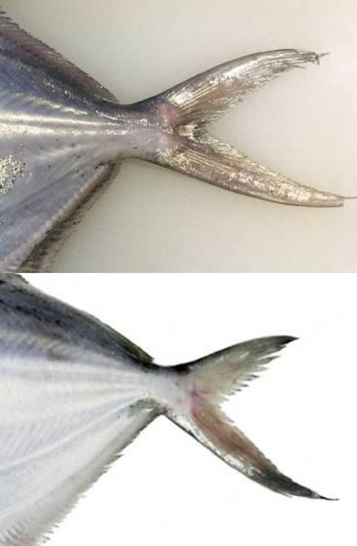 병어