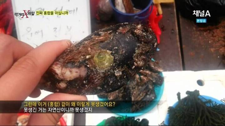 참담치