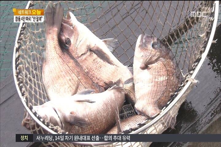 참돔