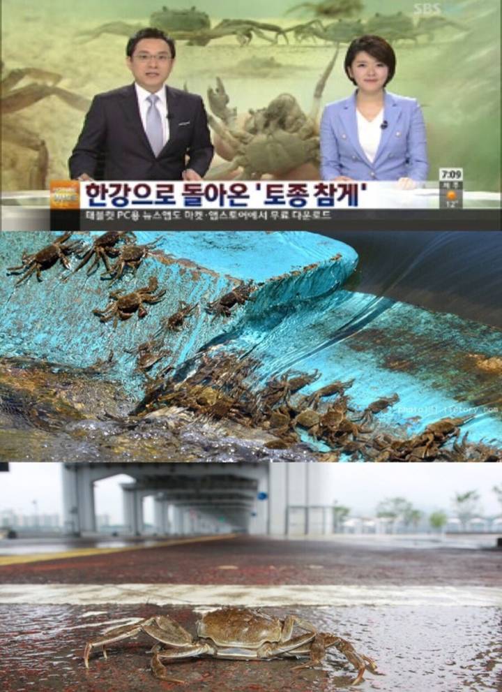 참게