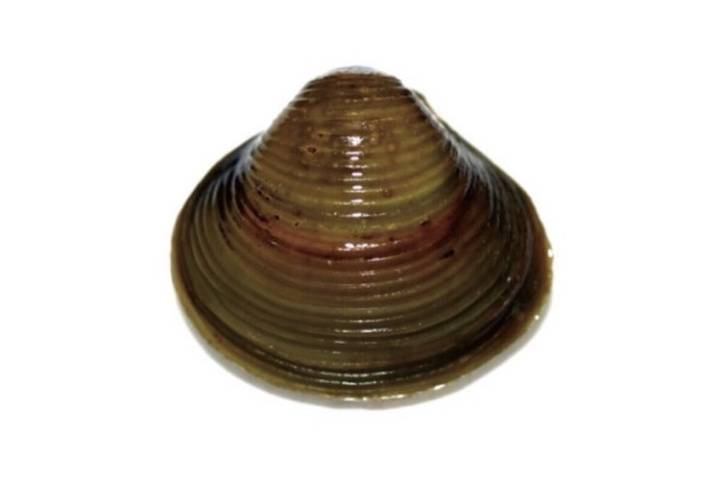 참재첩