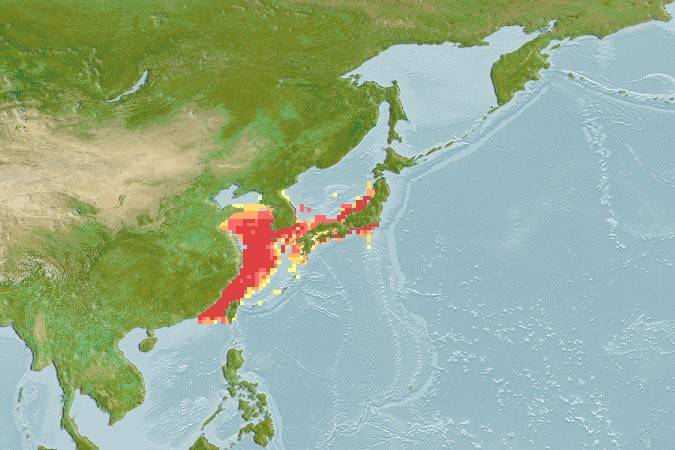 참조기