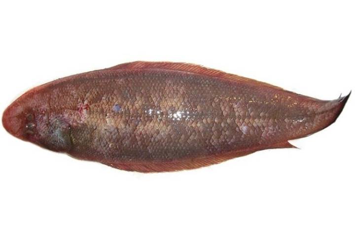 참서대