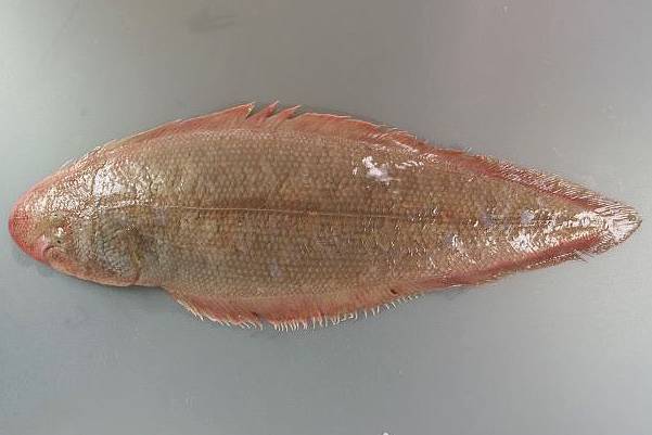 참서대