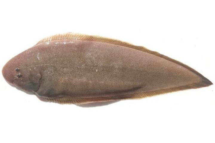 참서대