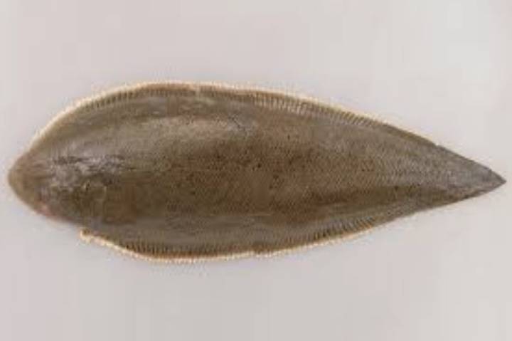 참서대