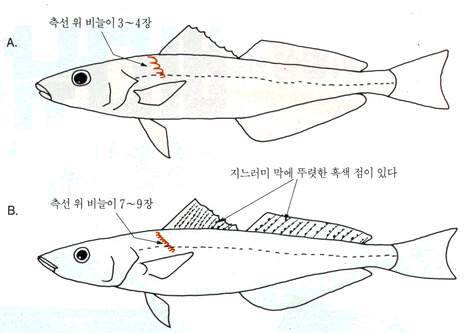 청보리멸