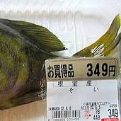 청회볼락
