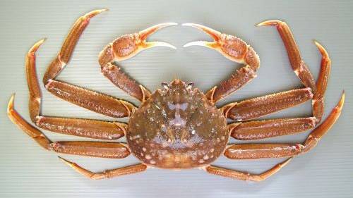 대게