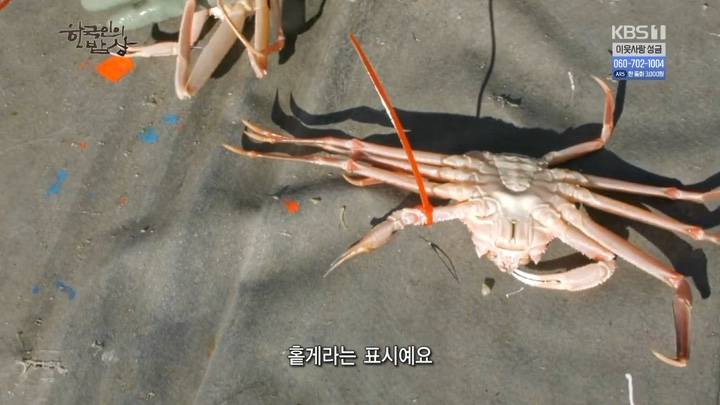 대게