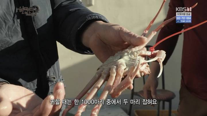 대게