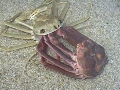 대게