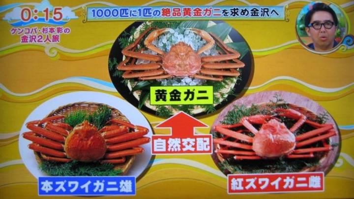 대게