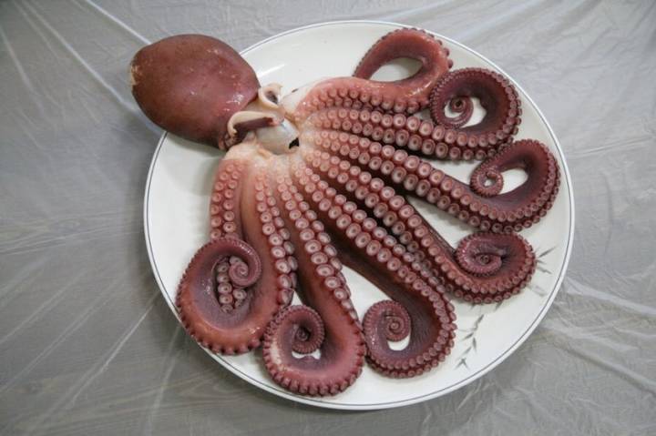 대문어