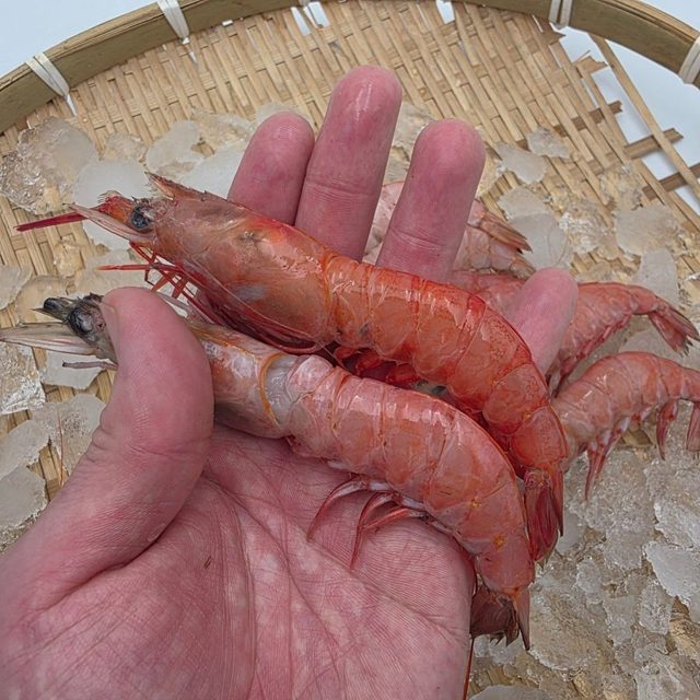 대롱수염새우