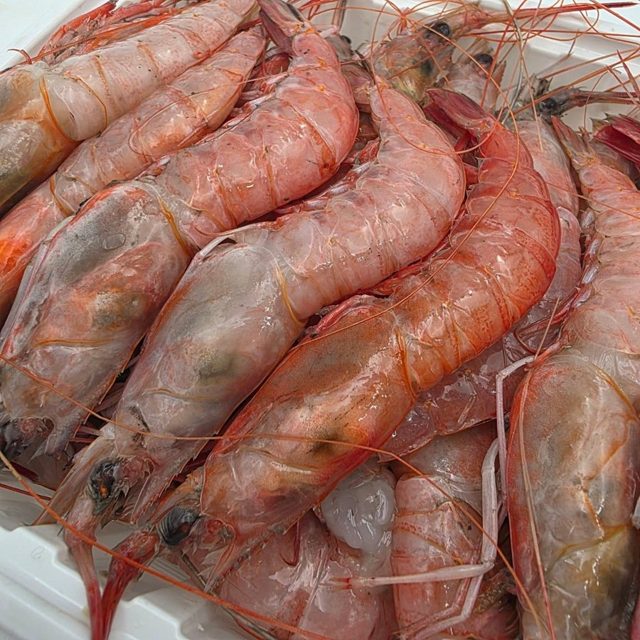 대롱수염새우