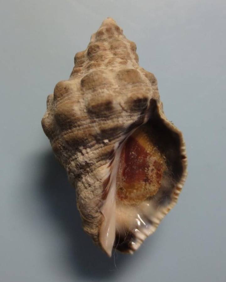 대수리