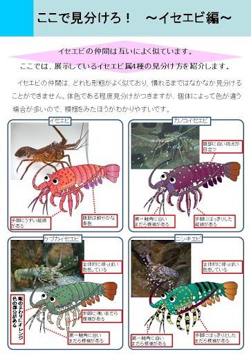 닭새우