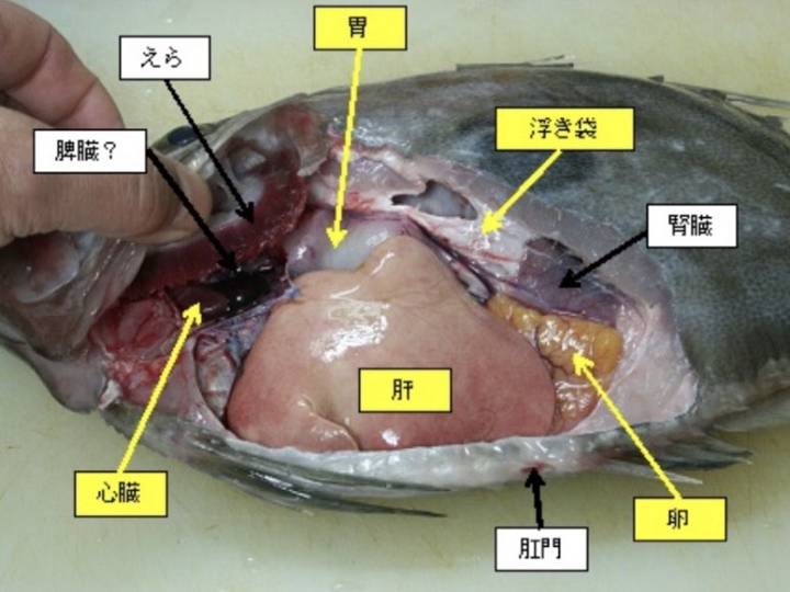 달고기
