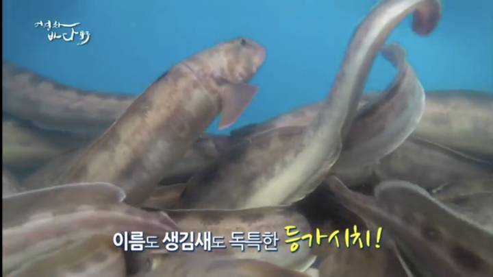 등가시치