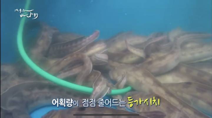 등가시치