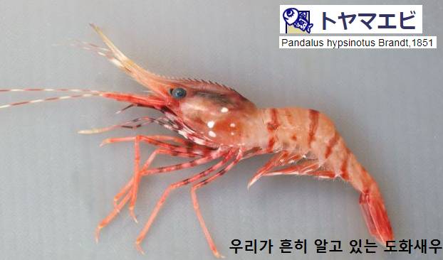도화새우