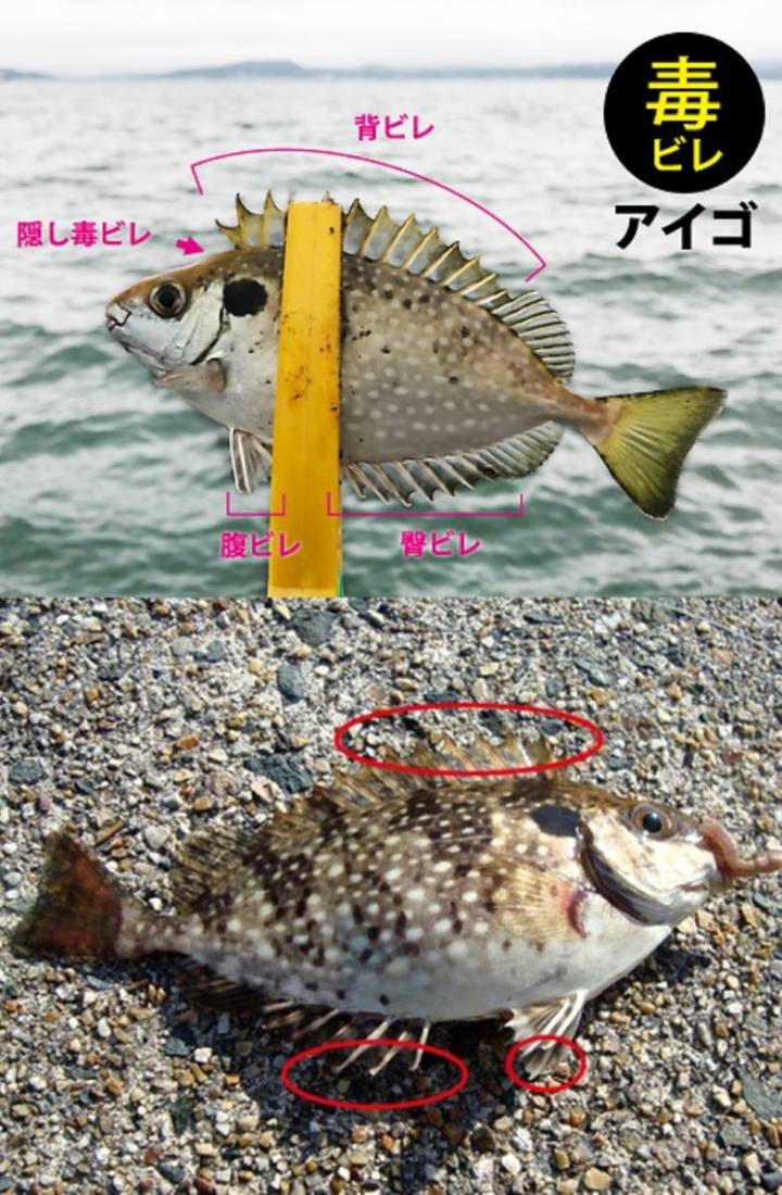 독가시치