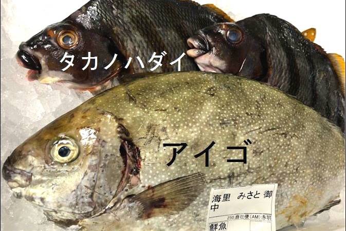 독가시치