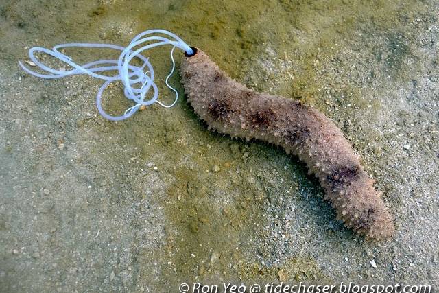 돌기해삼