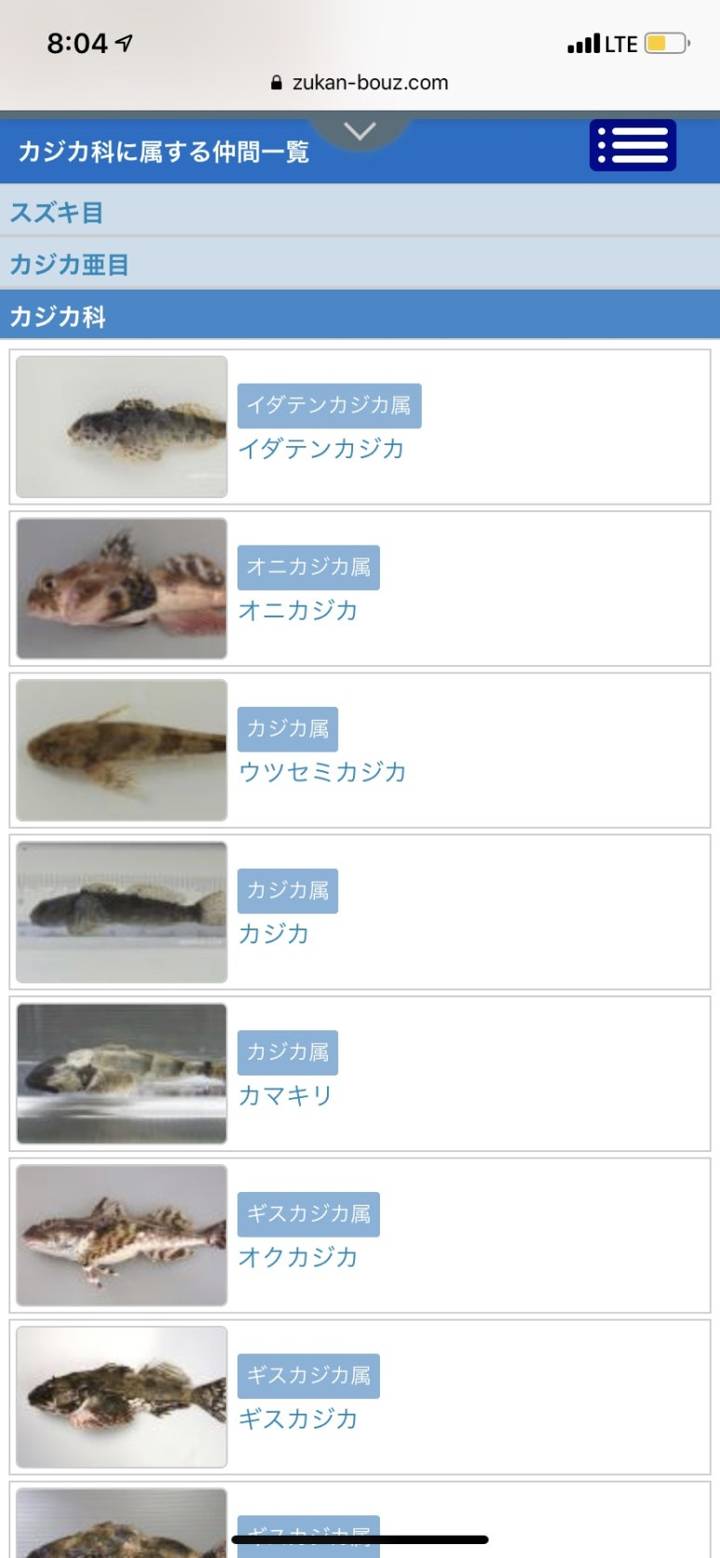 동갈횟대