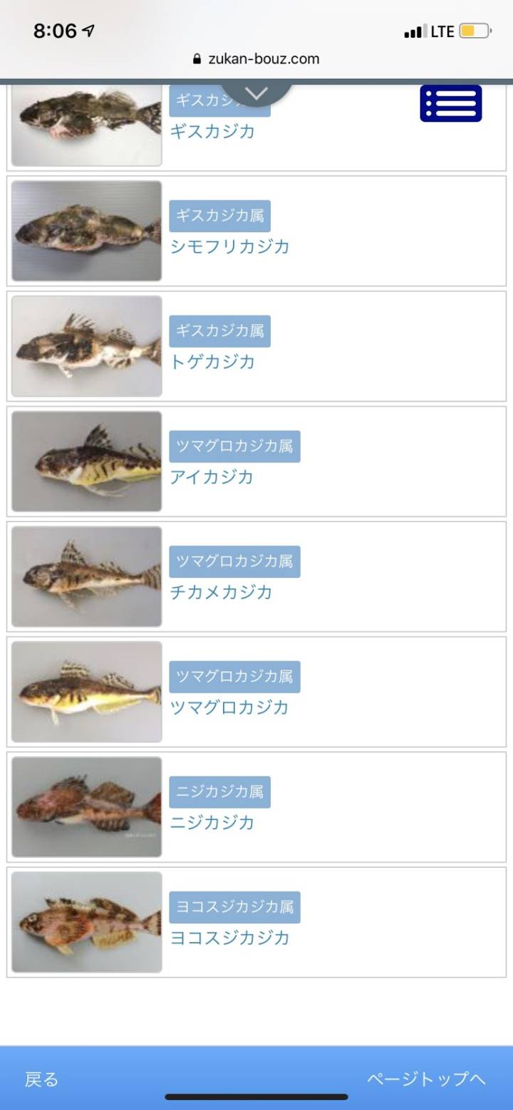 동갈횟대