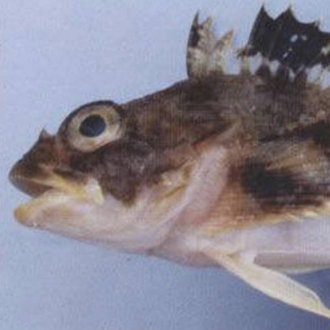 동갈횟대