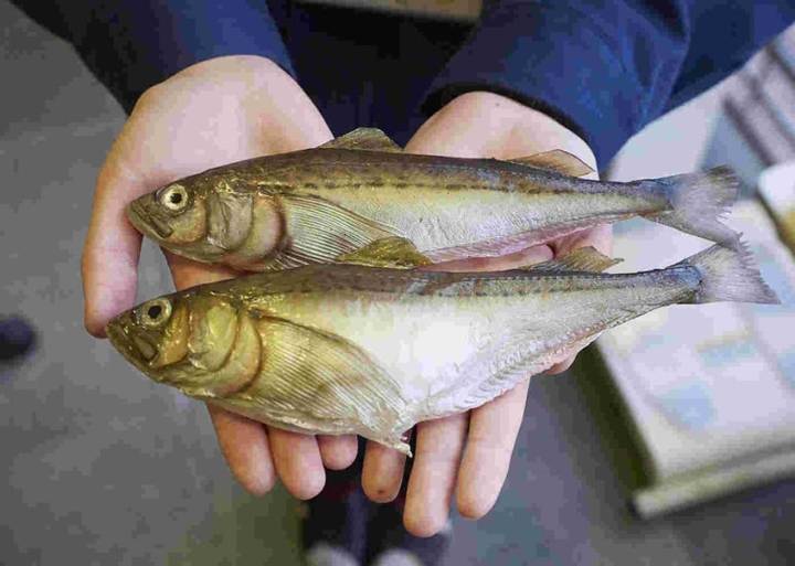 도루묵