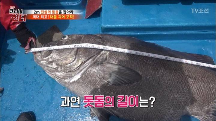 돗돔