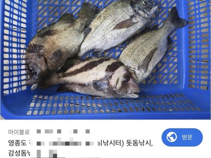 돗돔