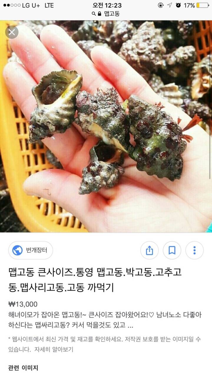 두드럭고둥