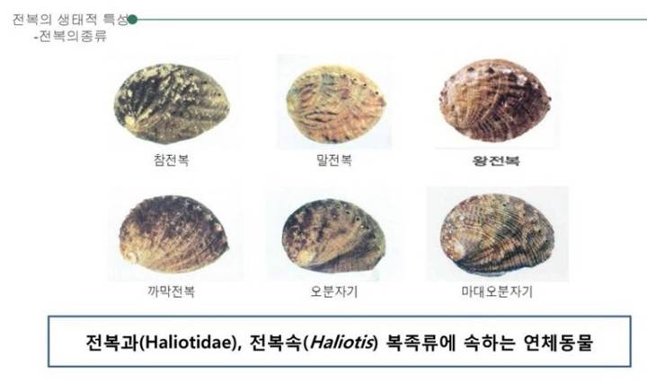 둥근전복