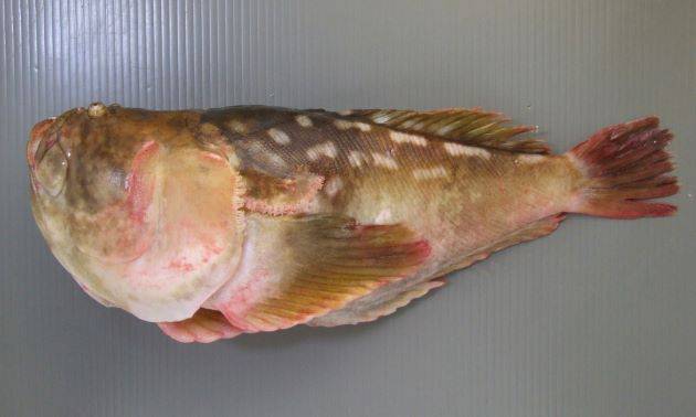 얼룩통구멍
