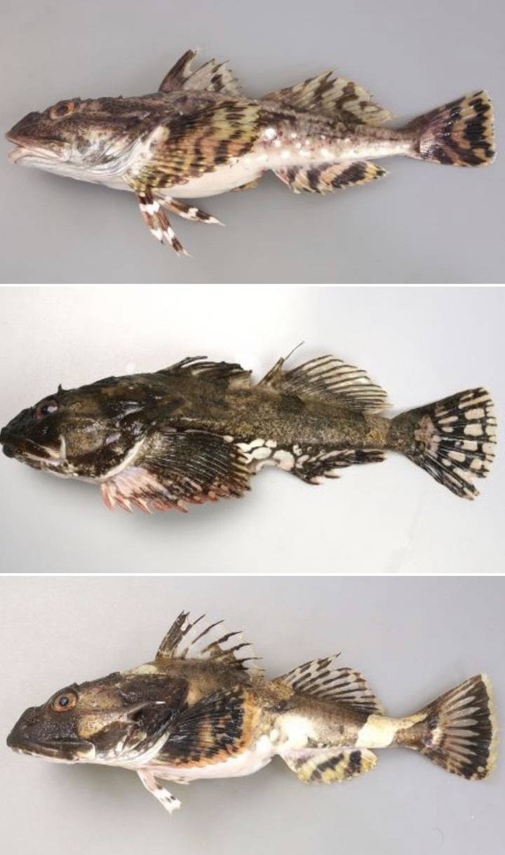 얼룩통구멍