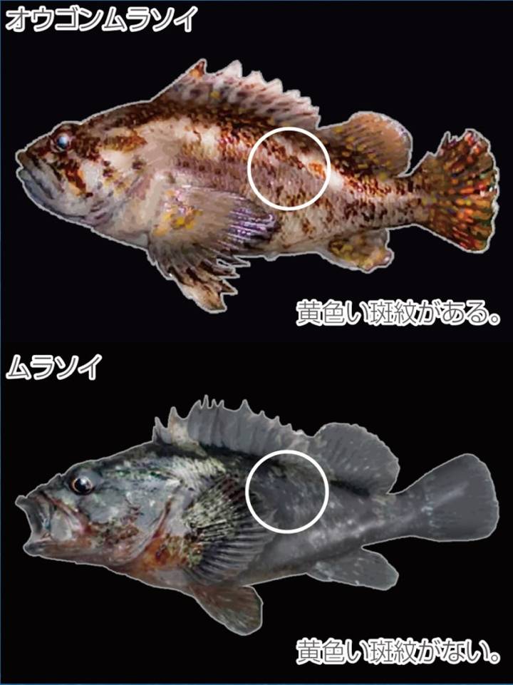 개볼락