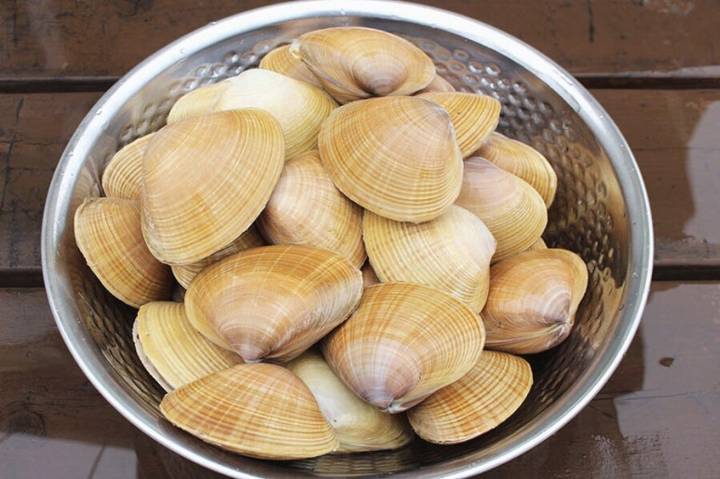 개량조개
